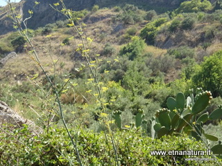 n Michele Forza Agro-13-08-2020 14